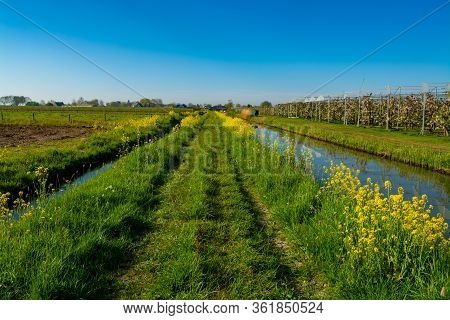 Spring Nature Landscape In Sunny Day In Betuwe, Gelderland, Netherlands