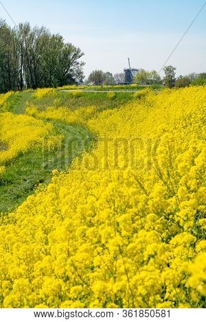 Spring Nature Landscape With Yellow Blossom Of Rapeseed Plants In Sunny Day In Betuwe, Gelderland, N
