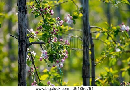 Rows With Blossoming Apple Fruit Trees In Springtime In Farm Orchards In Sunny Day, Betuwe, Netherla