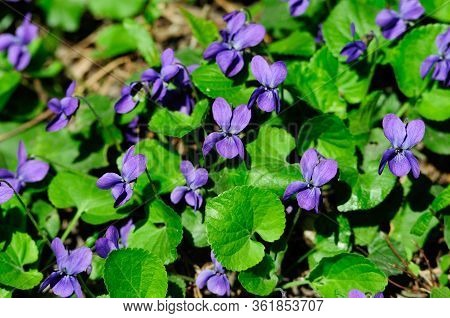 Viola Odorata. Viola Is A Genus Of Flowering Plants In The Violet Family Violaceae.