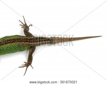 New Growed Tail Of Green Male Sand Lizard, Lacerta Agilis, Isolated On White Background, Top View