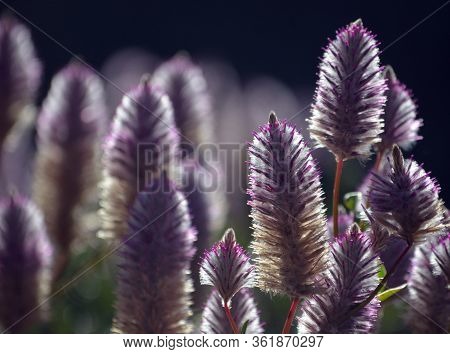 Australian Native Backlit Purple Ptilotus Exaltatus Joey Wildflowers, Family Amaranthaceae. Called M