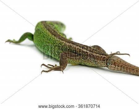 Green Male Sand Lizard, Lacerta Agilis, With New Tail Isolated On White Background, Back View