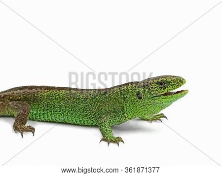 Male Green Sand Lizard, Lacerta Agilis, With Open Mouth, Side View, Isolated On White Background