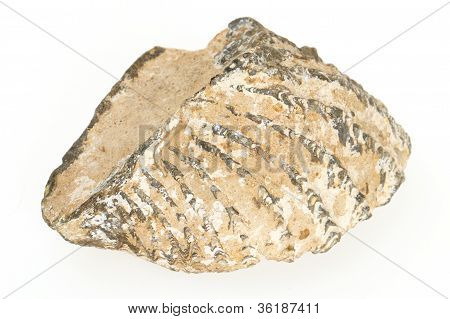 Very Old Fossil Of A Shell