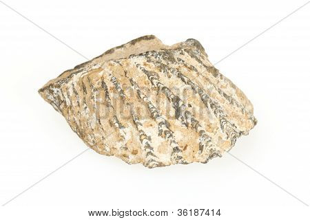 Very Old Fossil Of A Shell