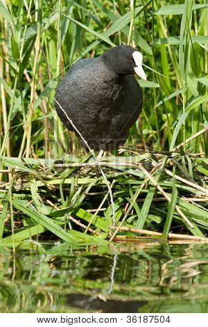 Common Coot Sitting On A Nest