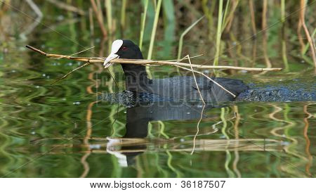 Common Coot Collecting Reed