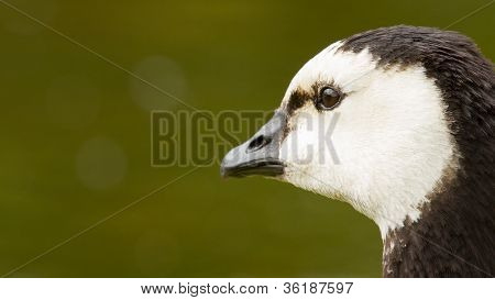 Close-up Of A Barnacle Goose