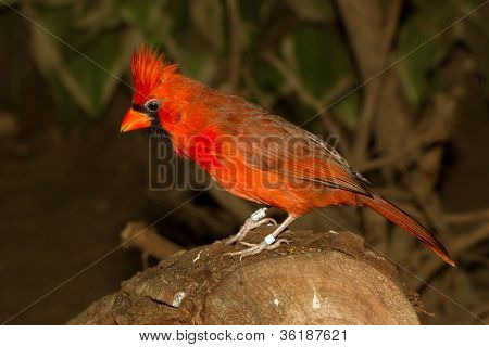 Northern Cardinal In Captivity