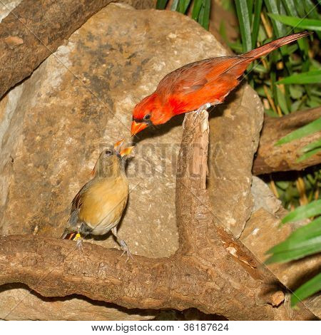 Pair Of Northern Cardinals