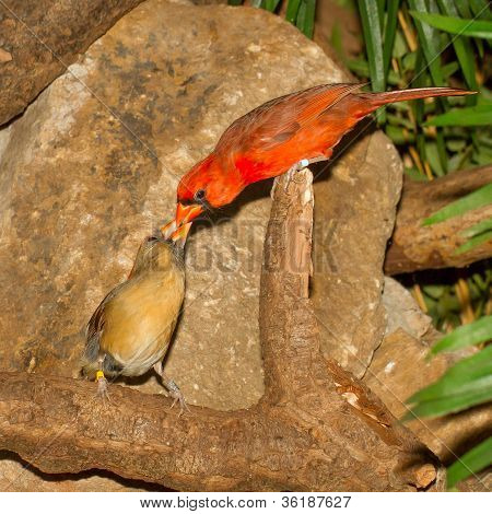 Pair Of Northern Cardinals