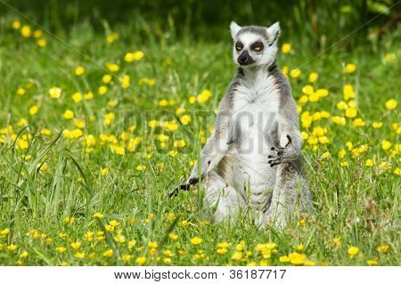 Solbadning Ring-tailed Lemur i fangenskab