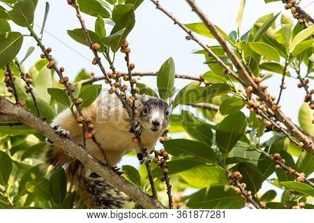 Light Tan Fox Squirrel Sciurus Niger Eats Berries