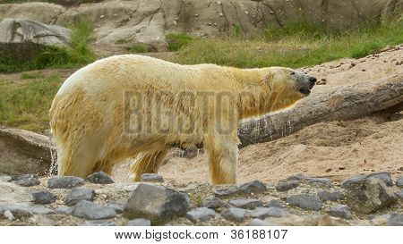 Close-up Of A Polarbear In Capticity