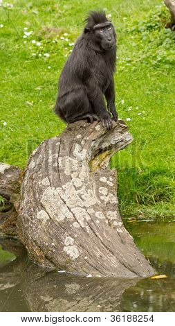Crested Black Macaque (macaca Nigra)