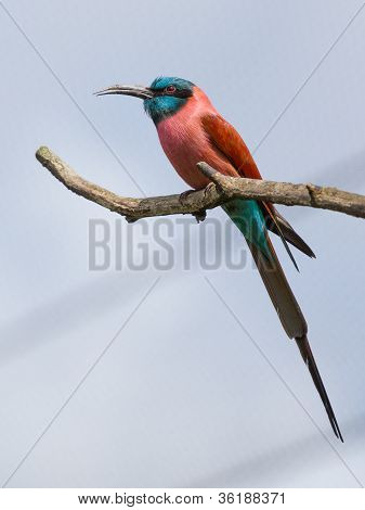 Northern Carmine Bee-eater