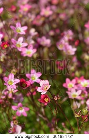 Saxifrage Arendsii Hybrids - Latin Name - Saxifraga X Arendsii