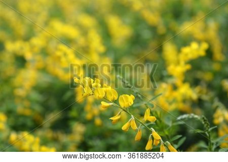 Easter Broom Flowers - Latin Name - Genista X Spachiana