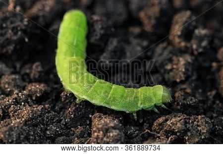 A Large Green Caterpillar Creeps On The Ground. Selective Focus.