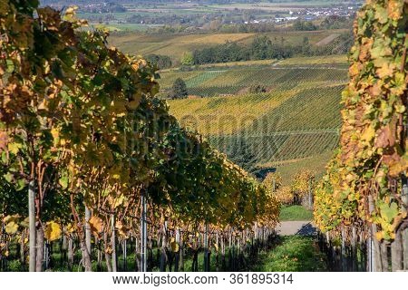 Varnhalt Vineyard With  Valley In Background