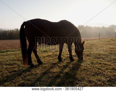Curious Horse In Meadow Of Small Farms. Autumn Misty Morning On A Farm