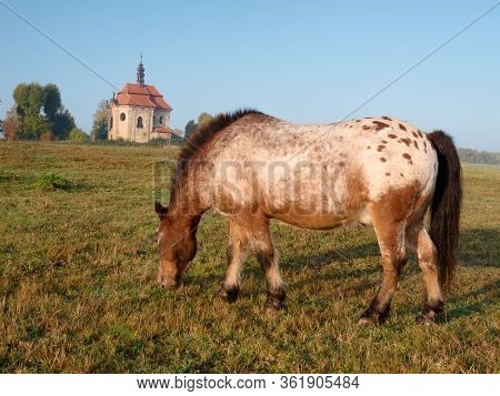 Appaloosa Pony Which Has Been Clipped Stands In A Paddock. Village Farm