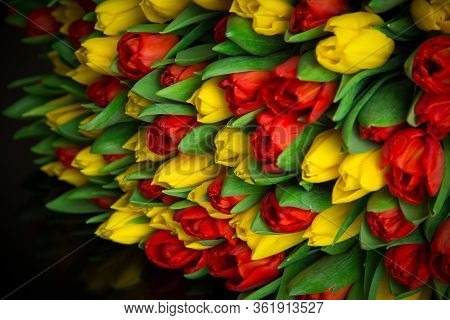 Red And Yellow Tulips On A Black Background