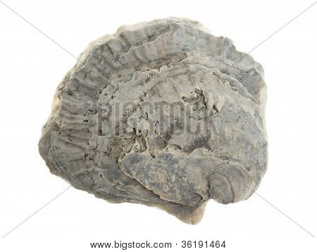 Large Grey Oystershell