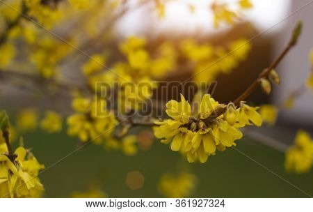 Border Forsythia Is An Ornamental Deciduous Shrub Of Garden Origin.forsythia Flowers In Front Of Wit