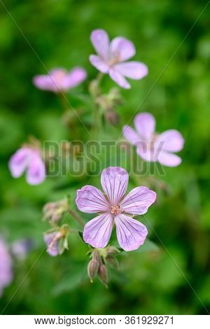 Striped Purple Wildflowers In Close Up In Summer Meadow