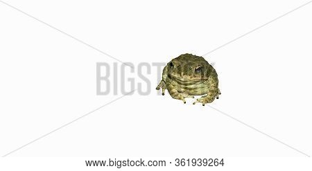 Close Up Of A Common Toad Isolated On White Background,front View