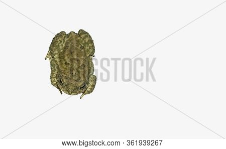 Close Up Of A Common Toad Isolated On White Background,upper View