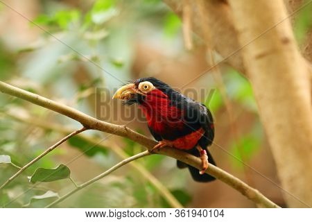 The Bearded Barbet (lybius Dubius) Sitting On The Branch.big Red Barbet In Tropical Forest With Gree