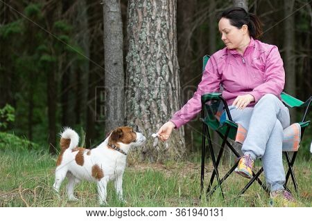 Women On Picnic Feeding Her Dog From The Hand, On The Background Of The Forest