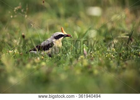 The Northern Wheatear Or Wheatear (oenanthe Oenanthe) Sitting In The Grass With A Worm In The Beak