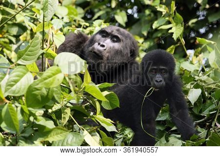The Mountain Gorilla (gorilla Beringei Beringei), Mother With A Baby In The Green. The Baby Feeds An
