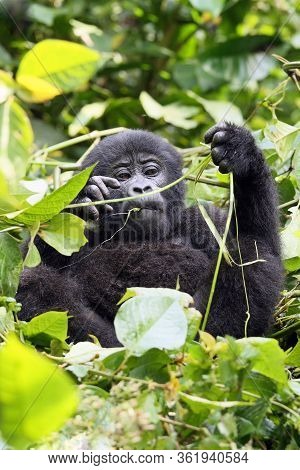 The Mountain Gorilla (gorilla Beringei Beringei) Sitting On The Green Bush