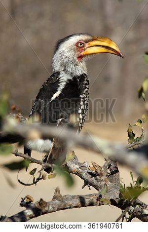 The Southern Yellow-billed Hornbill (tockus Leucomelas) Sitting In The Bush. Portrait Of The Hornbil