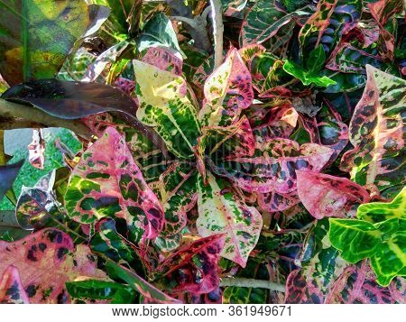 Codiaeum Variegatum (croton, Variegated Laurel, Garden Croton, Orange Jessamine) With Natural Backgr