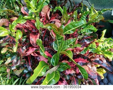 Codiaeum Variegatum (croton, Variegated Laurel, Garden Croton, Orange Jessamine) With Natural Backgr