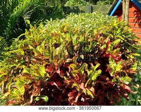 Codiaeum Variegatum (croton, Variegated Laurel, Garden Croton, Orange Jessamine) With Natural Backgr