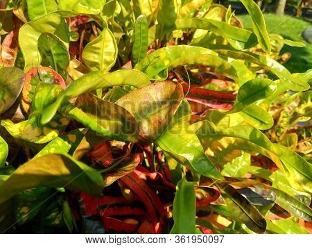 Codiaeum Variegatum (croton, Variegated Laurel, Garden Croton, Orange Jessamine) With Natural Backgr
