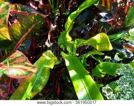 Codiaeum Variegatum (croton, Variegated Laurel, Garden Croton, Orange Jessamine) With Natural Backgr