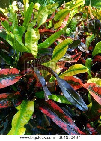 Codiaeum Variegatum (croton, Variegated Laurel, Garden Croton, Orange Jessamine) With Natural Backgr