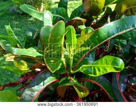 Codiaeum Variegatum (croton, Variegated Laurel, Garden Croton, Orange Jessamine) With Natural Backgr