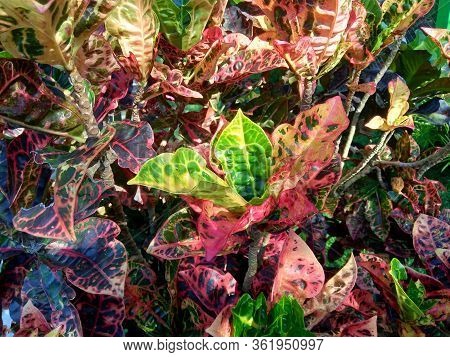 Codiaeum Variegatum (croton, Variegated Laurel, Garden Croton, Orange Jessamine) With Natural Backgr