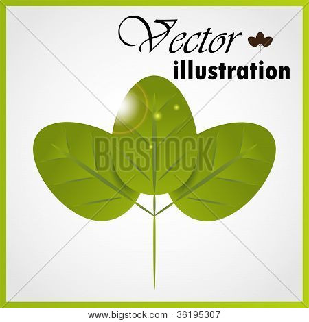 Green leaf isolé on white