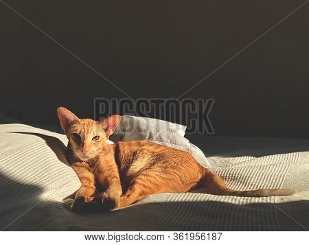 Red Cat Is Laying On The Bed