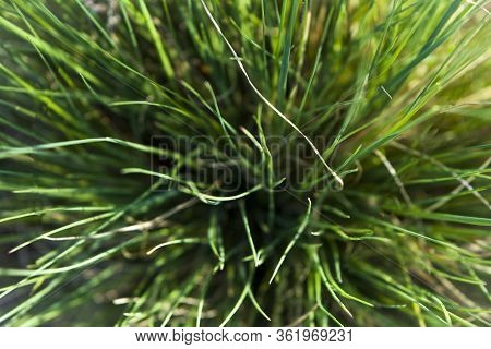 Green Tufted Grass View Full Screen From Above